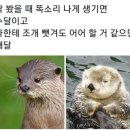 수달 VS 해달 구별방법 이미지