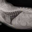 본 동물 건강검진영상센터 이미지