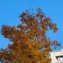 LA돈까스 | 울산 성남동 LA돈까스 후기 요즘 어떻게 사는가 그냥 일상모음