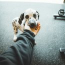 올리브동물병원 이미지