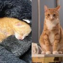 고양이입양소 이미지