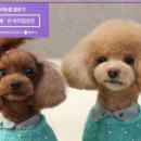 루시네애견 네이버블로그