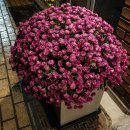 해님농장 이미지