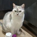 신기2 | 고양이 치석 관리 필수템 [ 신기펫케어 플라그오프 파우더] 2개월 사용 솔직후기