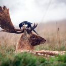 금주 최고의 야생동물 사진: 방황하는 말코손바닥사슴, 새끼 물범들, 까불거리는 호랑이들 이미지