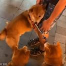 강아지 친구 이미지