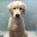 도그플러스 애견미용 이미지