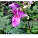 재오지리 이미지