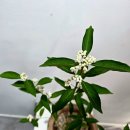 수그린꽃