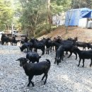 친환경 염소농장 이미지