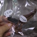 출출한강아지 이미지