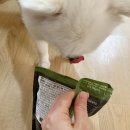 퍼피앤커피 | 강아지 사료 추천 Vintage 빈티지 오븐프레쉬 3봉 먹인 후기