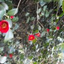 경기필하모닉<멘델스존 교향곡 4번> 이미지