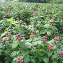 미나농장 이미지