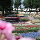 증평대교 앞 | [충북 증평] 보강천 미루나무숲 네모필라