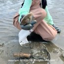 D1 | 태안 사목공원 캠핑장 D1 사이트 숨겨진 명당 후기