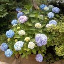 만년농장 이미지