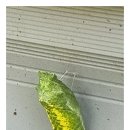 나비 한살이 이미지