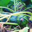 부남농장 이미지