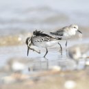 유부도의 송곳부리도요(Broad-billed Sandpiper) 이미지