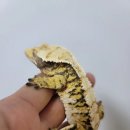 지오트라이 이미지