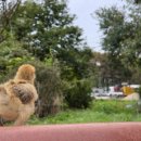 계두농장 이미지