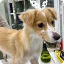 이솜 동물병원 이미지