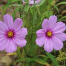 금호강변 이미지