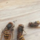 산삼골꿀벌영농조합법인 이미지