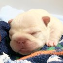 J&L 희귀모색 프렌치불독 | 댕댕이가 생겼어요 ! 대구 프렌치불독 분양 정보 공유해요. (가정분양/특징/성격)