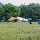 양평벚꽃하우스 이미지