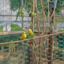 잉꼬농원 이미지