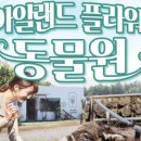 아일랜드플라워 네이버블로그