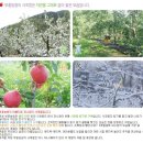 부흥사과농원