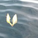 낚시배민박 이미지