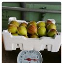 삼호농장 이미지