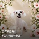 그루밍애견미용 | 운천동 애견미용실 그루밍맨션에서 몽이 올빡 미용하고 온 후기
