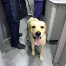 루이스24시동물병원 이미지