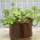 그린로즈 이미지