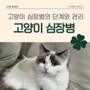 오래봄동물병원 | 마포구 동물병원, 오래봄 동물병원, 고양이 심장병 단계와 관리[오래봄 동물병원]
