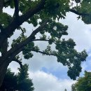 한뫼공원 이미지