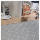 아이러브독 강아지 부천점 이미지