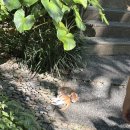 더블루도어 | [발리 신혼여행] 2일차 바투르 지프투어 코마네카 탕가유다 마사지 누사테라피 더블루도어 펍 후기