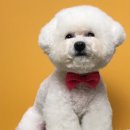 쿨독펫샵 이미지