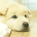 너구리pc 이미지