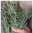 청아농장 | [기니피그먹거리후기] 청아농장 후기~ ^^ (+수정/쥐털나온 덕용)