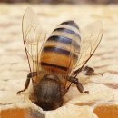 세븐일레븐 도봉본점 | 벌이 깨어나는 계절