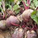 강화농약종묘사 이미지