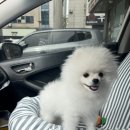 온달 그루밍 | 포메라니안 배냇미용 하고온 천안 불당동 온달그루밍