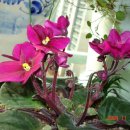 바이올렛 이미지